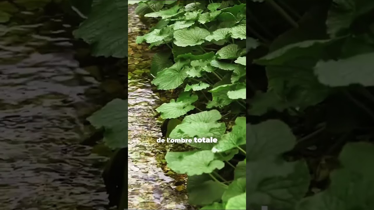 Le VRAI wasabi pousse ici au Japon #japon #voyage #foodtok #pourtoi #wasabi