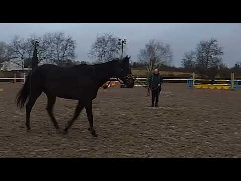 Lovely thoroughbred gelding - Image 2