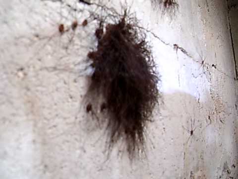 Daddy Long Legs clusters.MOV