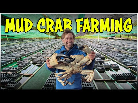Mud Crab Farming