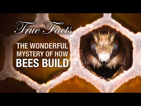 True Facts: The Mystery Of How Bees Build