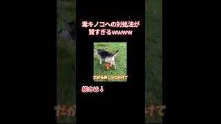 毒キノコへの対処法が賢すぎるw w w w w