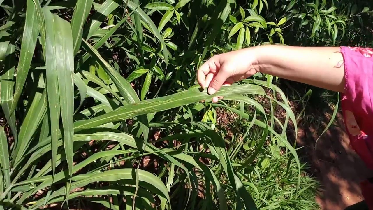 Capim-colonião (Panicum maximum)