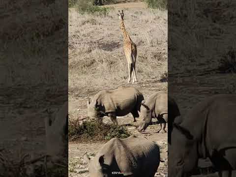 4k african wildlife scenes