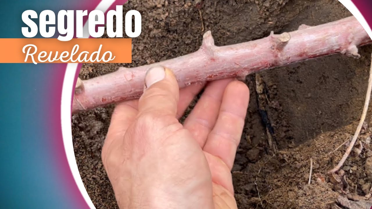 Como plantar mandioca p/ produzir muito? segredo revelado!