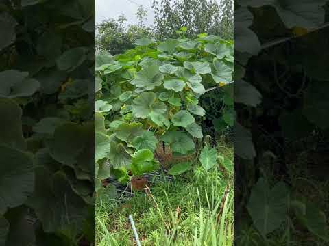 園芸 かぼちゃ、かぼちゃ