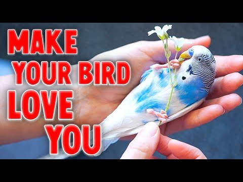 10 Ways to Make Your Bird Love You