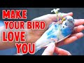 10 Ways to Make Your Bird Love You