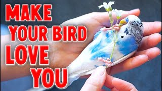 10 Ways to Make Your Bird Love You
