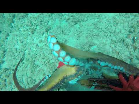 Tako dive #spearfishinghawaii