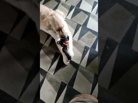 Golden Retriever Shorts (Cute Dogs) - Furfriend Arnab #shorts