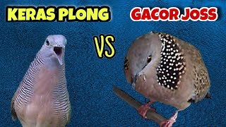 Download lagu Perkutut Lokal Gacor Suara Tebal Vs Tekukur Gayer Suara Gede mp3