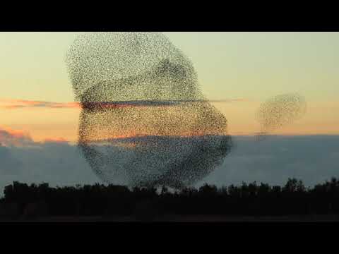 La danza degli Storni Sardegna 2021