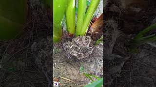 ❤️️ Sơn Ca Con 2022 - Tập 22 #Shorts