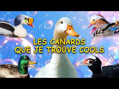 Toutes les espèces de CANARDS que je trouve cools (Ansériformes)