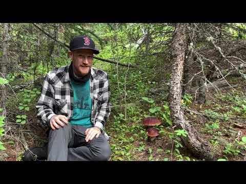 Foraging for Rocky Mountain Porcini (Boletus rubriceps) in Colorado