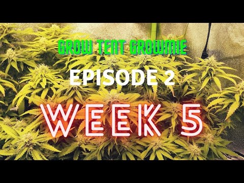 Grow Tent Growmie Ep 2 Week 5 in flower
