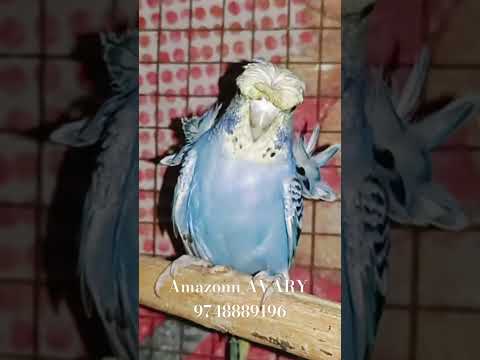 Jp Baddry ,9748889196 #youtubeshorts #birds #reels #birdslover #budgies