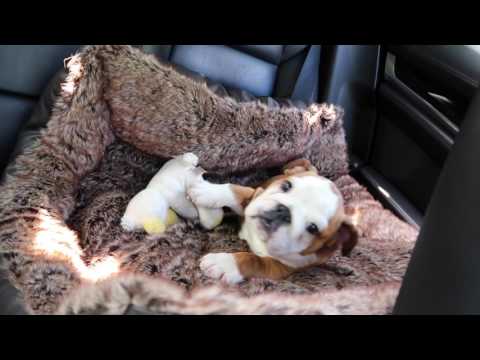 The BUGATTI BULLDOG?!