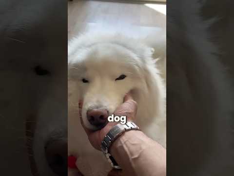 What FIXED My Dog's Separation Anxiety