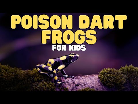 Poison Dart Frogs for Kids | Learn cool facts about an amazing amphibian