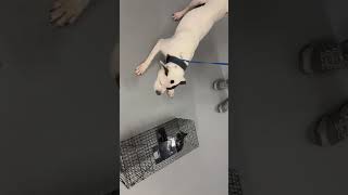 Video preview image #1 American Bulldog Puppy For Sale in Hillsboro, NH, USA