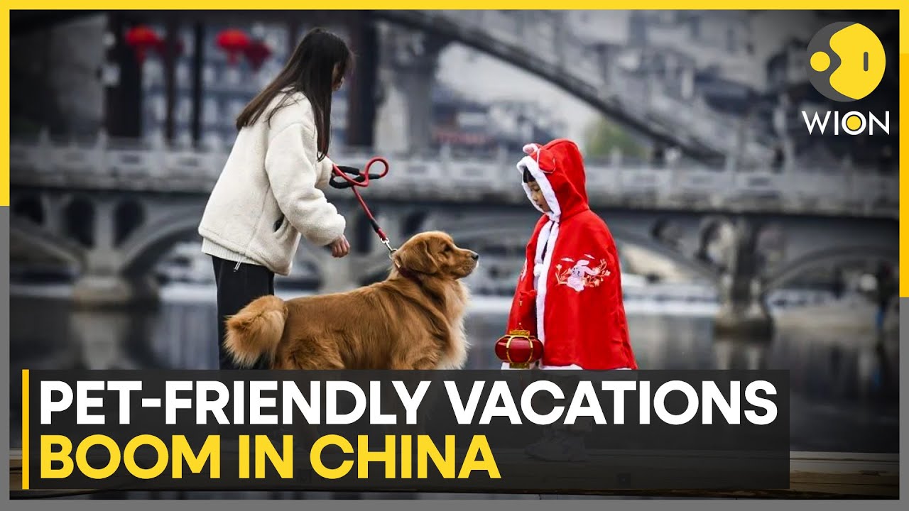 China: Pet-Friendly Travel Searches Surge 200% | WION