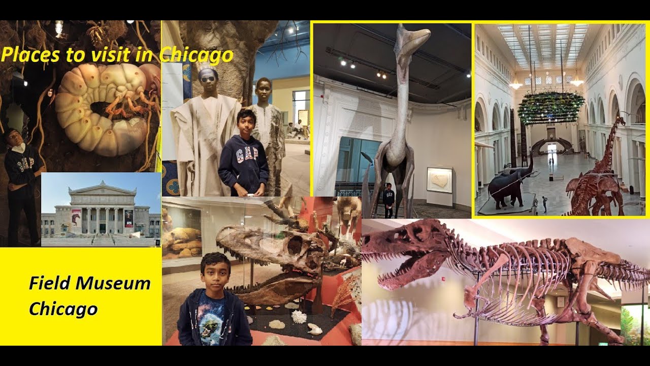 Field Museum in Chicago| Places to visit with kids in Chicago |places to visit Chicago illinois