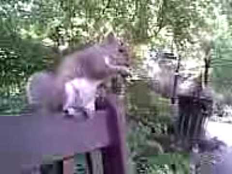 Squirrel sitting on bench eating nuts Video