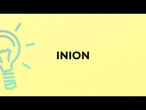 What is the meaning of the word INION?