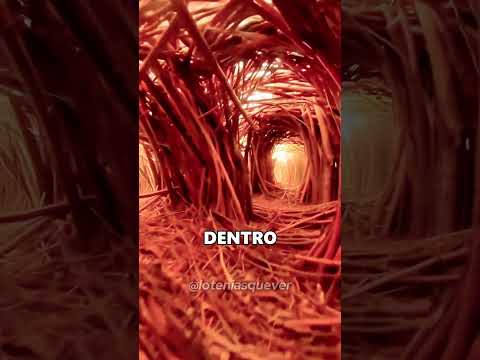 Así es un nido por dentro… parece un laberinto