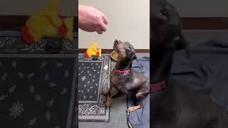 Video preview image #1 Doberman Pinscher Puppy For Sale in Buffalo, MN, USA