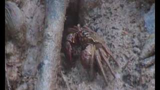 preview picture of video 'Pulau Kukup National Park Johor @ Mangrove Crab'