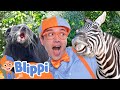 What Animals Will Blippi Meet At The San Diego Zoo Educational Videos For Kids