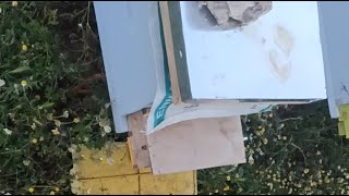 الجزائر مباشر  موضوع جني عسل الربيع