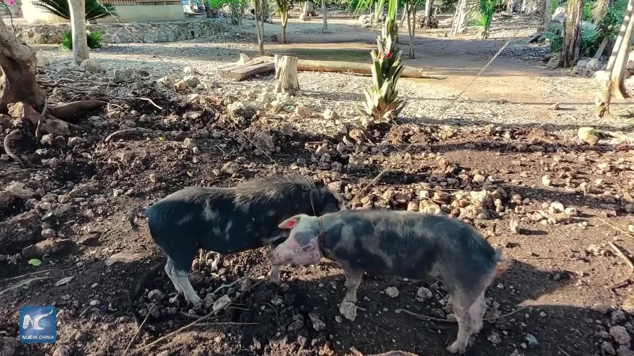 Fragilidad geológica y actividad humana amenazan sostenibilidad de suelo kárstico en México