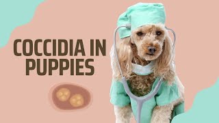 COCCIDIA IN PUPPIES: EVERYTHING YOU'LL NEED TO KNOW | Dog Breeder Recommendations #coccidiosis