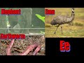 My ABC ANIMAL Learn 104 Animals In The World For Kids And Toddler Animals Abc Animalabc Abcanimal