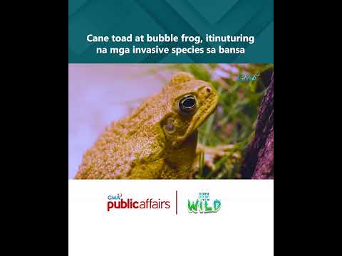 Cane toad at bubble frog, itinuturing na mga invasive species sa bansa #shorts Born to be Wild