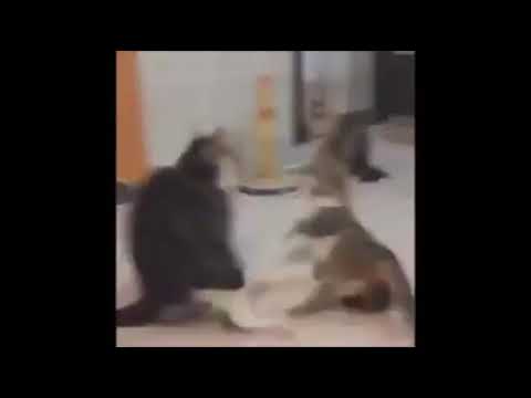 Funny cats video 😂