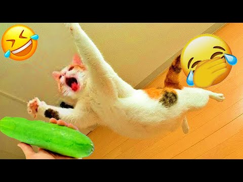 You Laugh You Lose😻🐶Funniest Dogs and Cats 2026😹