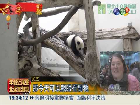 圓仔人氣破表! 入園人數破紀錄