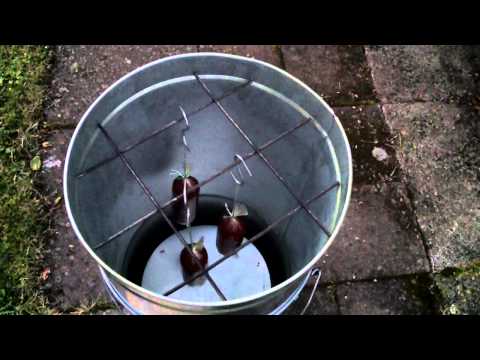 geräucherte Schinkenwurst (selber machen)