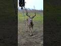 What should I name this buck? #whitetaildeer #collincountybucks #deerhunting #shorts
