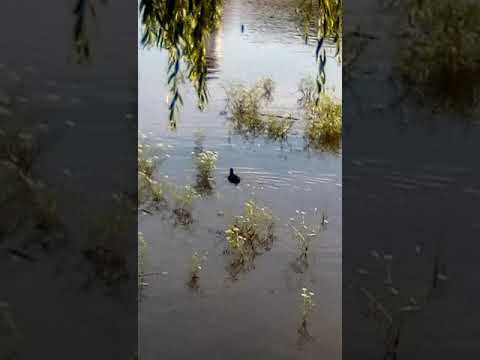 Balta de pe dealul Florilor, Dej România, iulie 2019