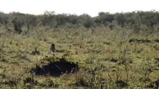 Gepard chasing rabit