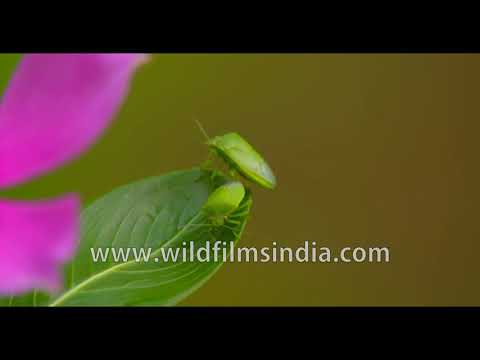 Green Stink Bug or Nezara viridula rare behaviour on cam -  mating mishap or ovipositing ?