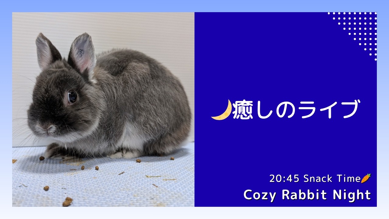 【癒しライブ】ねむねむうさぎ定点 🌙 まったり夜時間｜Cozy Rabbit Night (No Talk)