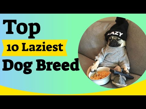 The Top 10 Laziest Dog Breeds