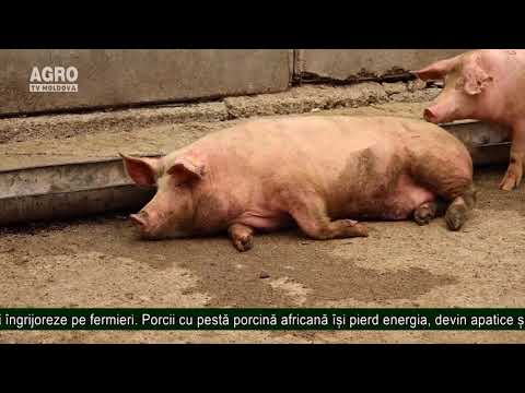 , title : 'Cum arată un porc bolnav de pestă porcină'